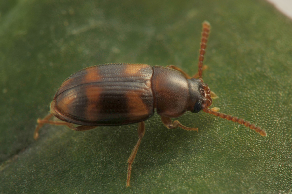 Tenebrionidae: maschio di Alphitophagus bifasciatus